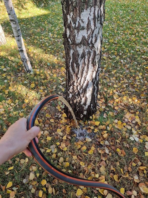 полив взрослого дерева осенью