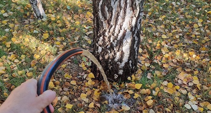 Календарь ухода за лесным участком по сезонам