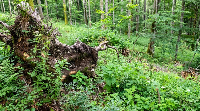Дерево упало - необходима диагнистика ветровальности деревьев