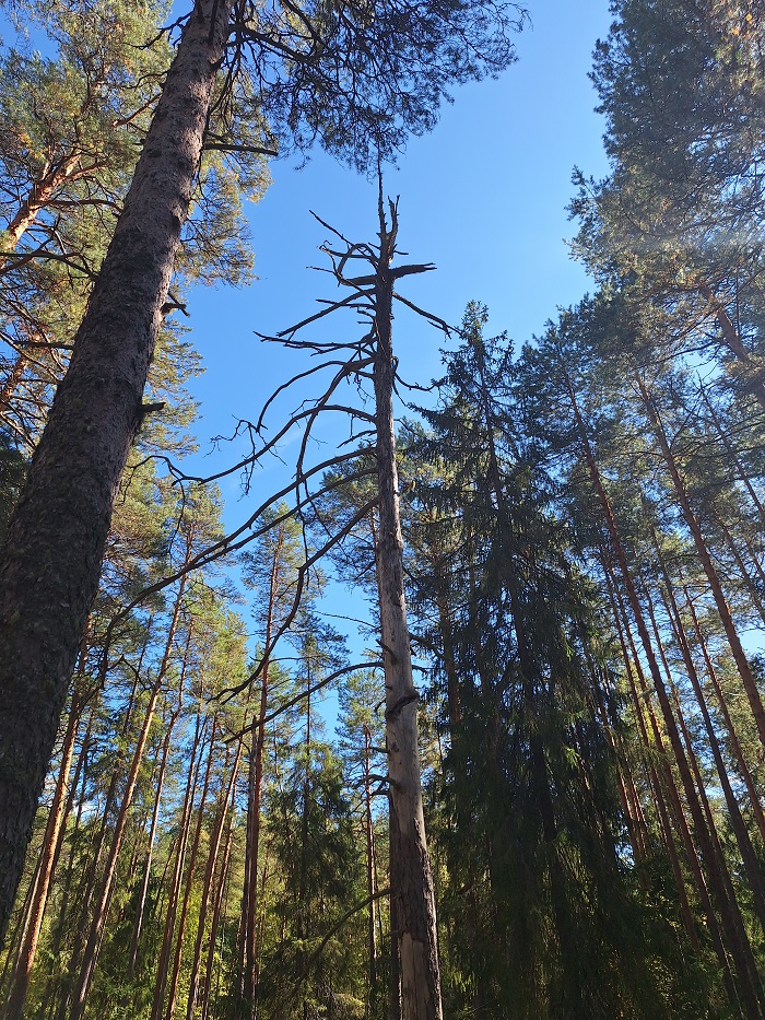 Сухостойное дерево на лесном участке