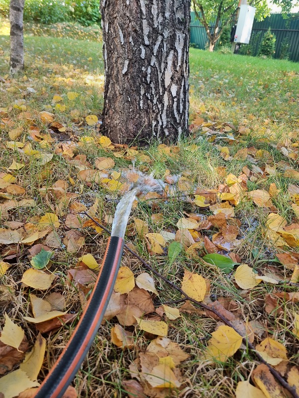 Полив берез осенью