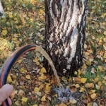 Изображение к статье - Календарь ухода за лесным участком по сезонам
